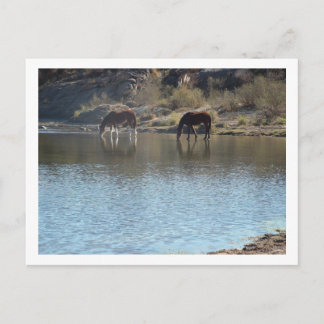 paarden in de rivier briefkaart