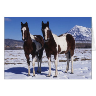 Paarden in de sneeuw