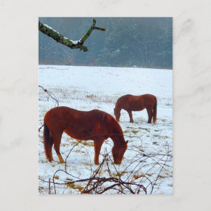 Paarden in de sneeuw briefkaart