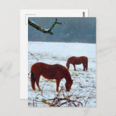 Paarden in de sneeuw briefkaart (Voorkant / Achterkant)