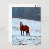 Paarden in de sneeuw briefkaart (Voorkant / Achterkant)