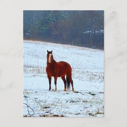Paarden in de sneeuw briefkaart (Voorkant)