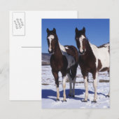 Paarden in de sneeuw briefkaart (Voorkant / Achterkant)