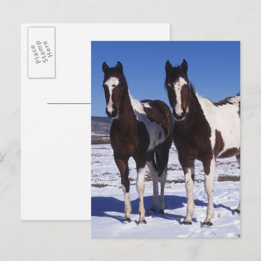 Paarden in de sneeuw briefkaart (Voorkant / Achterkant)