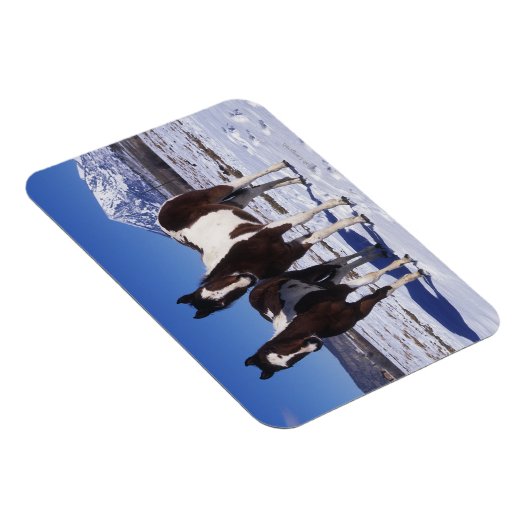 Paarden in de sneeuw magneet (Rechterzijde)