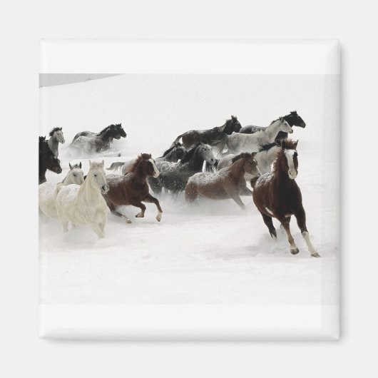Paarden in de sneeuw magneet (Voorkant)