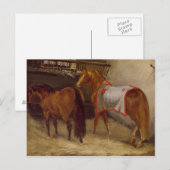 Paarden in de Stables Briefkaart (Voorkant / Achterkant)