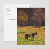 Paarden in de verte briefkaart (Voorkant / Achterkant)