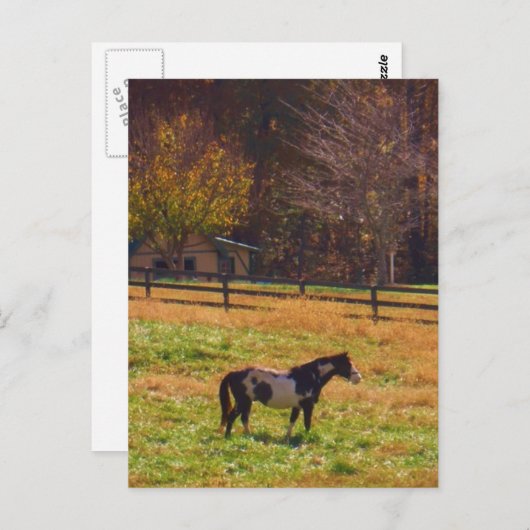 Paarden in de verte briefkaart (Voorkant / Achterkant)