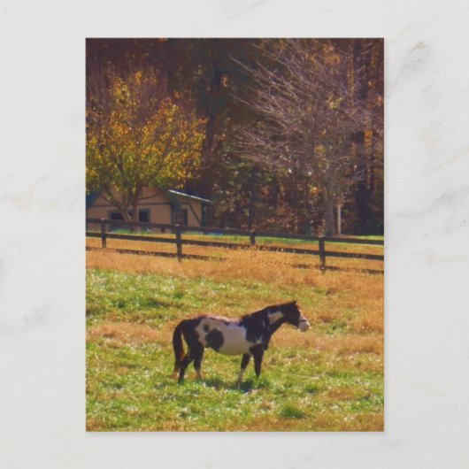 Paarden in de verte briefkaart (Voorkant)