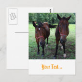 Paarden in de wei briefkaart (Voorkant / Achterkant)