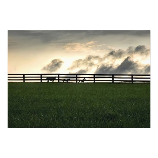 Paarden in de wei foto afdruk (Voorkant)
