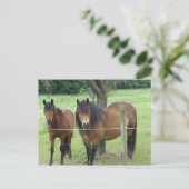 Paarden in de Weide Briefkaart (Staand voorkant)