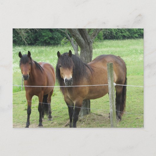 Paarden in de Weide Briefkaart (Voorkant)