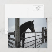 Paarden in de winter briefkaart (Voorkant / Achterkant)