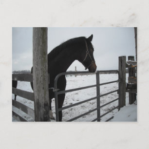 Paarden in de winter briefkaart