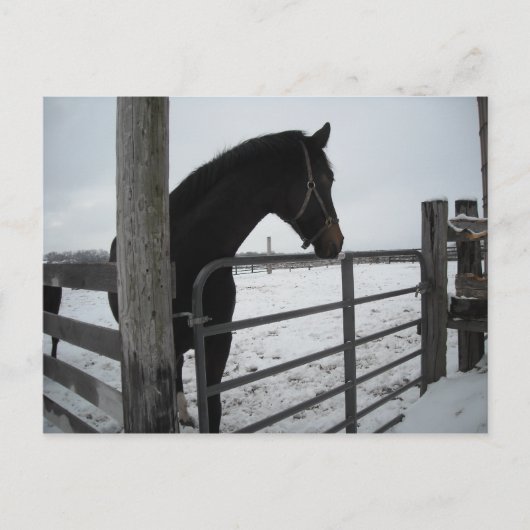 Paarden in de winter briefkaart (Voorkant)