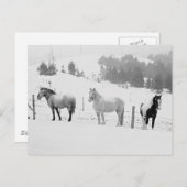 Paarden in de winter briefkaart (Voorkant / Achterkant)