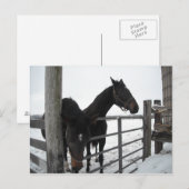 Paarden in de winter briefkaart (Voorkant / Achterkant)