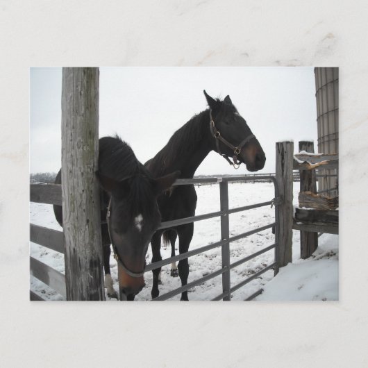Paarden in de winter briefkaart (Voorkant)