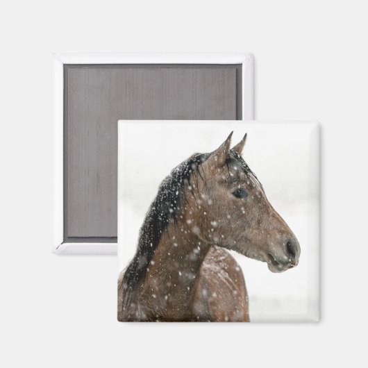 Paarden in de winter magneet (Voorkant / Achterkant)