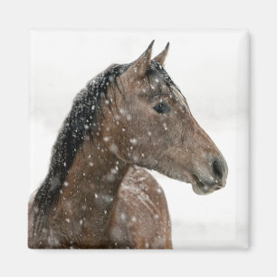 Paarden in de winter magneet