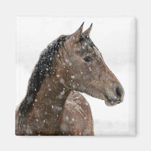 Paarden in de winter magneet (Voorkant)