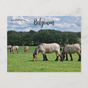 Paarden in Durbuy België Briefkaart
