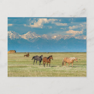 Paarden in een hooiland gehoord briefkaart