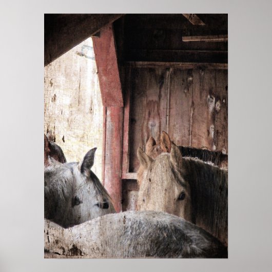 Paarden in een schuur op een regenachtige dag poster (Voorkant)