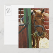 Paarden in een stabiel briefkaart (Voorkant / Achterkant)