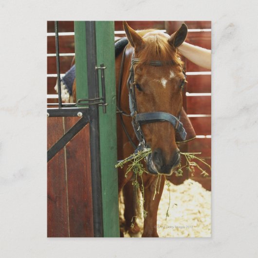 Paarden in een stabiel briefkaart (Voorkant)