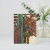 Paarden in een stabiel briefkaart (Staand voorkant)