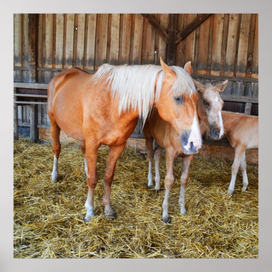 Paarden in een stabiele poster (Voorkant)