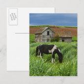 paarden in een veld in de Palouse 2 bekijken Briefkaart (Voorkant / Achterkant)