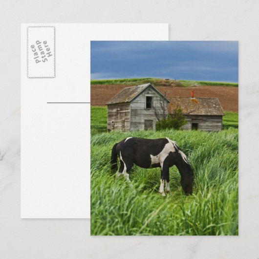 paarden in een veld in de Palouse 2 bekijken Briefkaart (Voorkant / Achterkant)