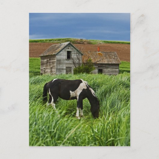 paarden in een veld in de Palouse 2 bekijken Briefkaart (Voorkant)