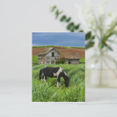 paarden in een veld in de Palouse 2 bekijken Briefkaart (Staand voorkant)
