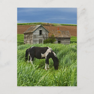 paarden in een veld in de Palouse 2 bekijken Briefkaart