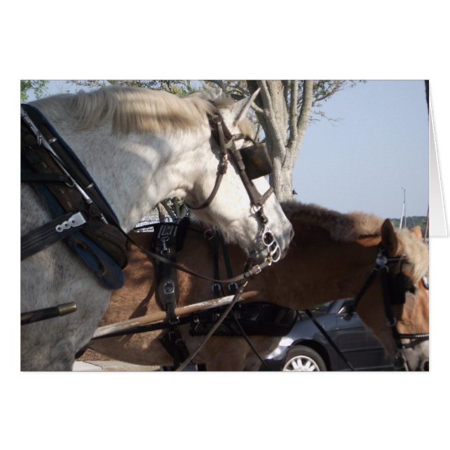 Paarden in Harness (Voorkant Horizontaal)