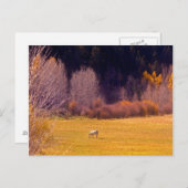 Paarden in Herfst I Briefkaart (Voorkant / Achterkant)