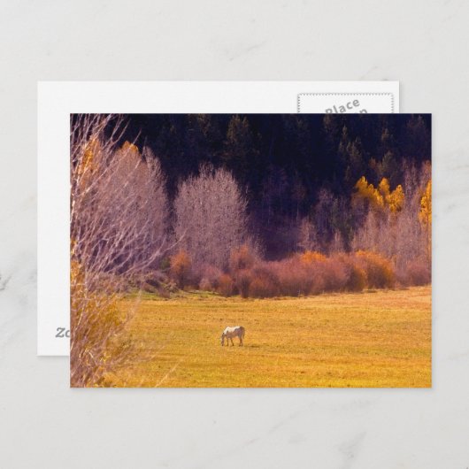 Paarden in Herfst I Briefkaart (Voorkant / Achterkant)