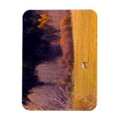 Paarden in Herfst I Magneet (Verticaal)