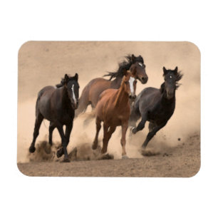 Paarden in Herfst II Magneet