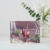 Paarden in het bos briefkaart (Staand voorkant)