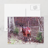 Paarden in het bos briefkaart (Voorkant / Achterkant)