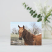 Paarden in het Briefkaart Kansas (Staand voorkant)