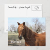 Paarden in het Briefkaart Kansas (Voorkant / Achterkant)