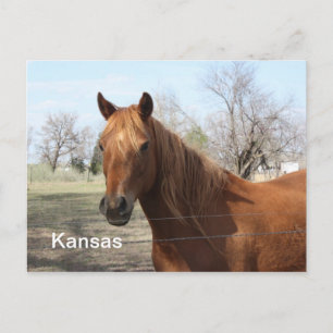 Paarden in het Briefkaart Kansas