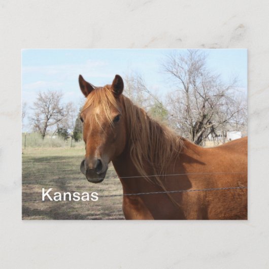 Paarden in het Briefkaart Kansas (Voorkant)